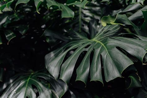20 Outstanding desktop background plants You Can Get It free