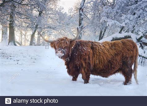 Highland Cattle In Snow Hi Res Stock Photography And Images Alamy