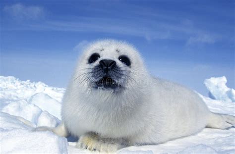 Harp Seal Pagophilus Groenlandicus Pup Laying On Ice Floe Magdalena Island In Canada Stock