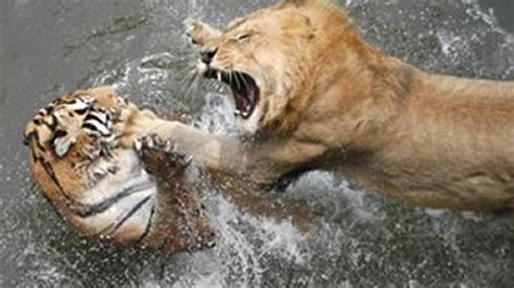 Lion Vs Bear Fight Images