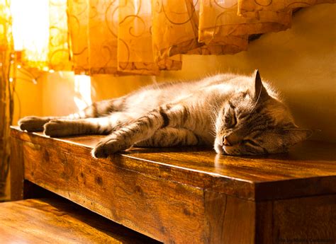 Maybe you would like to learn more about one of these? Umzug mit Katze(n). Wie die Harmonie schneller in Ihr ...