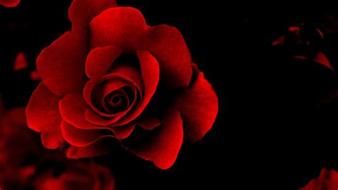 Red Rose Black Background 36 Images
