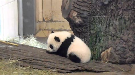 Baby Panda Vienna Zoo Youtube