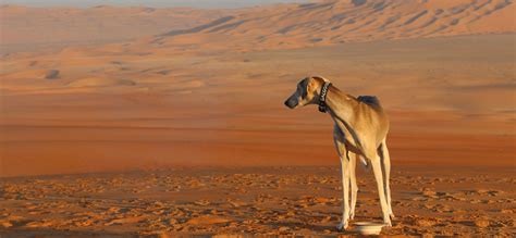 Best African Dog Names Male And Female Names With Specific Meanings