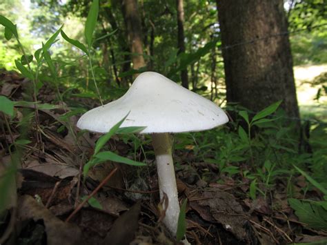 Morning Hunt In Ga Mushroom Hunting And Identification Shroomery