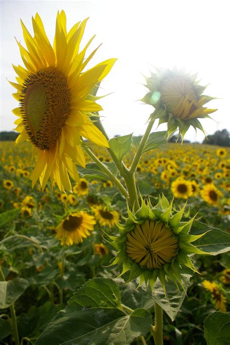Rise Above (Natorps Sunflower Field, Mason, Ohio) | Sunflower fields, Bright side of life, Sunflower
