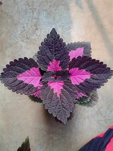 Raj Garden Plants Coleus Solenostemon With Dark Purple Foliage Leaves