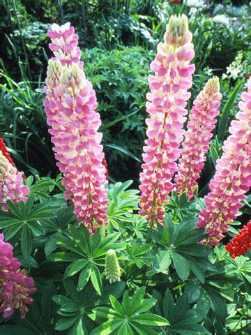 Edenbrothers.com offers hundreds of seed varieties a diverse combination of annual and perennial wildflowers, this seed mix will keep the deer away and the flowers blooming! Deer Busters: The Top Deer-Resistant Plants for the ...