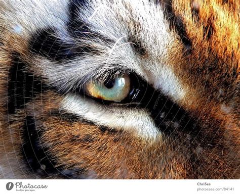 Tigers Eye Tiger Animal A Royalty Free Stock Photo From Photocase