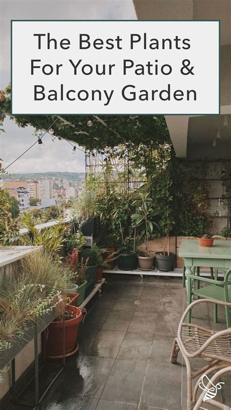 The Best Plants For Your Patio And Balcony Garden Discover Candide