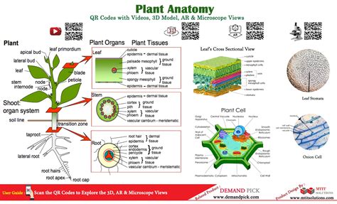 Plant Anatomy Demand Pick