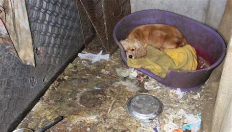 This Amazing Puppy Mill Rescue Will Leave You In Tears Top Dog Tips