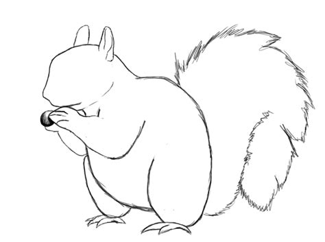How To Draw A Squirrel Draw Central