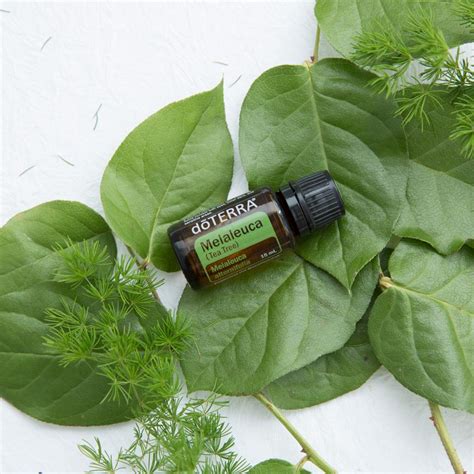 Tea Tree Oil Uses And Benefits DoTERRA Essential Oils