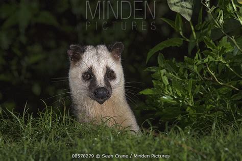 Masked Palm Civet Stock Photo Minden Pictures