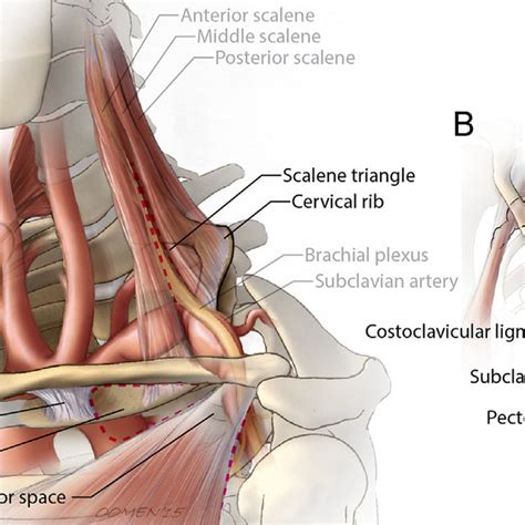 Brachial Plexus Muscle Anatomy