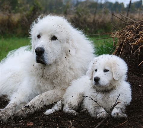 Great Pyrenees Puppy Great Pyrenees Pyrenean Mountain Dog Great