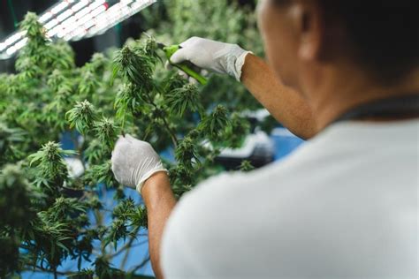 the best harvesting tools every cannabis grower needs azarius