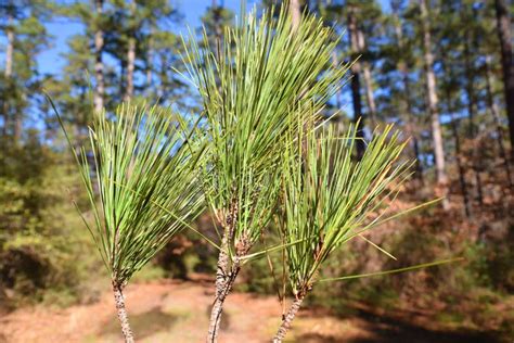 Pine Branches Piney Woods East Texas Stock Photo Image Of Park