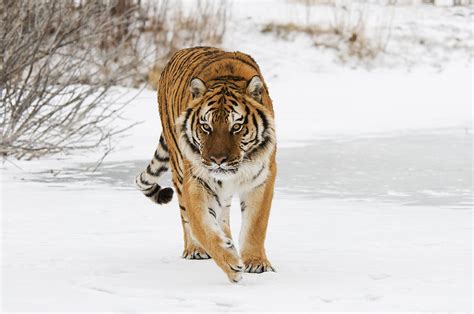 Prowling Tiger Photograph By Scott Read Fine Art America