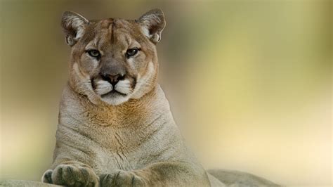 Cougar Animals Wild 4k Predator Hd 5k Hd Wallpaper