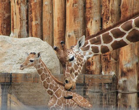 Baby Giraffe Drops In At Abq Biopark Zooborns