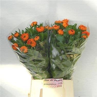 We have build a strong relationship with trusted flight air line and cargo partner to ensure. calendula-orange- | Flowers direct, Wholesale flowers ...