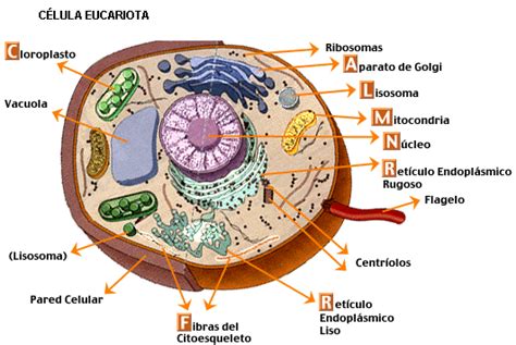 Las Células Eucariotas