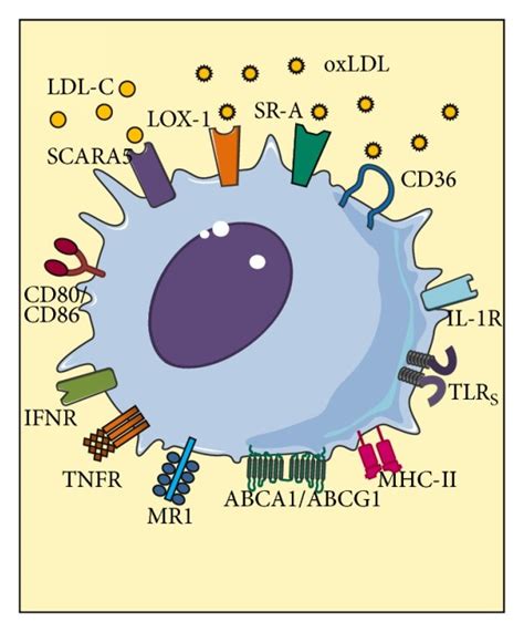 Features Of Monocytes And Macrophages A Classic Monocyte B
