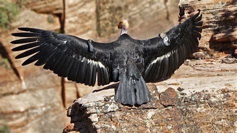 California Condor Reaches Conservation Milestone Npr