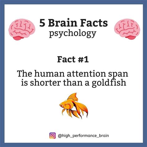 5 Fun Brain Facts