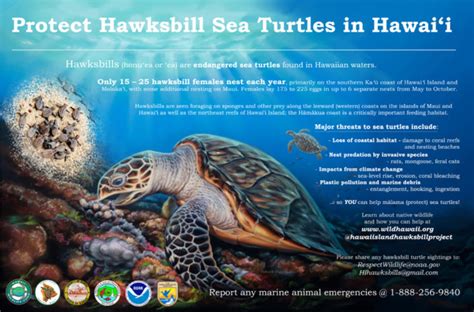Hawksbill Sea Turtle Recovery Project Hawaii Wildlife Fund
