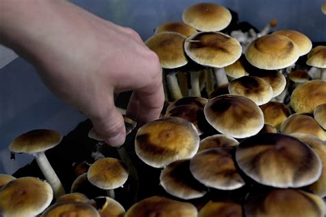 Why Magic Mushrooms Are The Next Big Booming (and Legal!) Drug Market ...