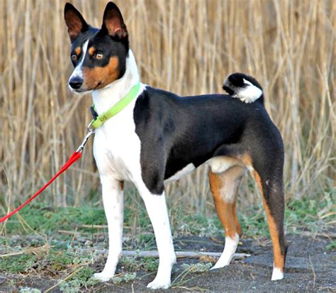 Basenji Dog Characteristics Origin Temperament Lifespan Spoilt Pups