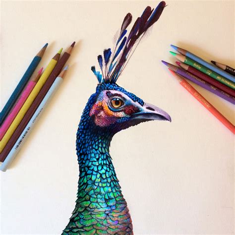 Colored Pencil Peacock Study On Behance