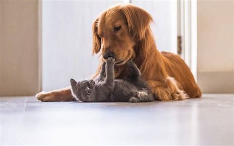 Tem Cachorro E Gato Saiba Como Ensiná Los A Conviver Em Harmonia