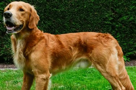 Is There A Short Haired Golden Retriever Truth Reason And Types