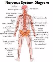 The human nervous system can be conveniently subdivided into two divisions: Nervous System Diagram Labeled | Nervous system diagram ...