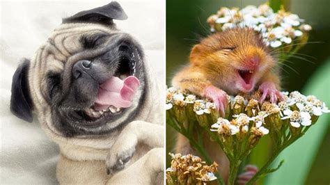 Funny Photos Of Laughing Animals That Will Make You Giggle
