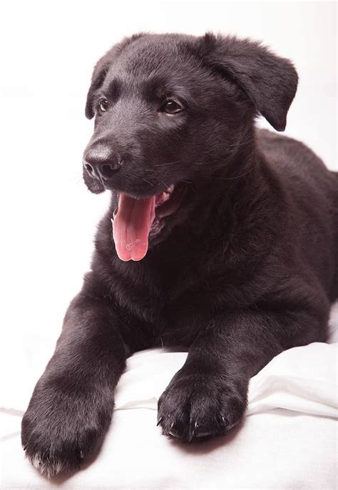 According to the fci, the breed's english language name is german shepherd dog. German Shepherd Lab Mix - A Complete Guide to the ...