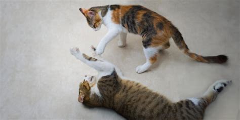 Why Do Cats Slap Each Other