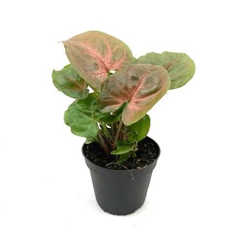 Syngonium Maria Allusion Only For €495 The Plant Dynasty