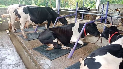 New Shedcow Farm In Feni Bangladeshred Sea Dairy Farm Youtube