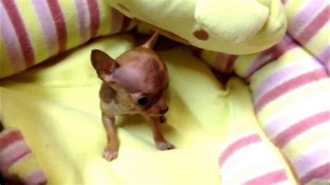 Smallest Chihuahua 4 Months Old Youtube
