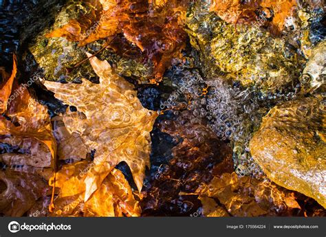 Autumn Leaves Floating Smooth River Rocks — Stock Photo © Andronosh