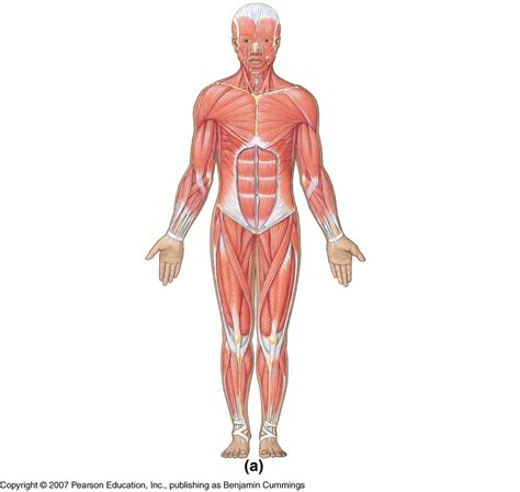 Unlabelled Diagram Of Muscles In The Body Anatomy Diagrams Detail