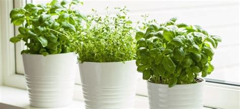 How To Grow Herbs Indoors