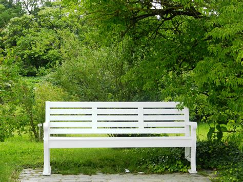 Growth Bench Relaxation Wooden Bench Tree Green Green Color