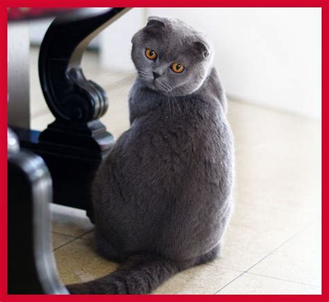 Top 20 Cutest Cat Breeds Amo Images Amo Images Cats