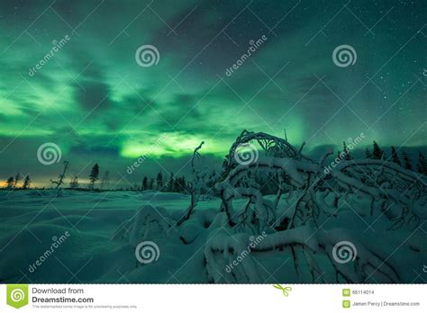 Aurora Borealis Aurora Boreal En Bosque De Finlandia Laponia Foto De